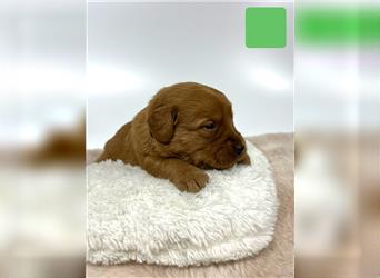 Labradoodle F1 Welpen in Red Apricot