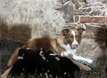 Border Collie Welpen