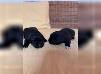 Unsere Labrakita Welpen sind da!