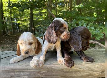 Engl. Cockerspaniel Welpen