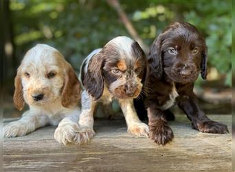 Engl. Cockerspaniel Welpen