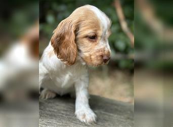 Engl. Cockerspaniel Welpen