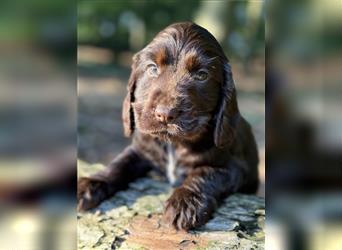 Engl. Cockerspaniel Welpen