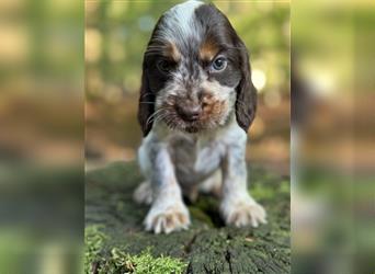 Engl. Cockerspaniel Welpen