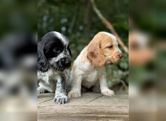 Engl. Cockerspaniel Welpen