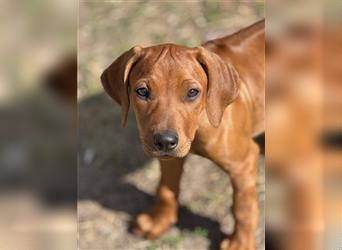 2 Hündinnen Labrador Rhodesian Ridgeback Welpen Sonderfarbe seal kinderlieb abgabebereit