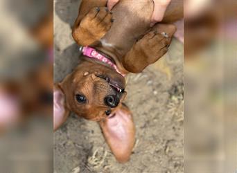 2 Hündinnen Labrador Rhodesian Ridgeback Welpen Sonderfarbe seal kinderlieb abgabebereit