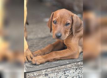 2 Hündinnen Labrador Rhodesian Ridgeback Welpen Sonderfarbe seal kinderlieb abgabebereit