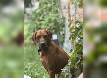 1 Rhodesian Ridgeback Hündin Welpe kinderlieb abgabebereit