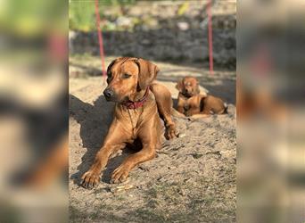 1 Rhodesian Ridgeback Hündin Welpe kinderlieb abgabebereit