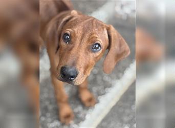 1 Rhodesian Ridgeback Hündin Welpe kinderlieb abgabebereit