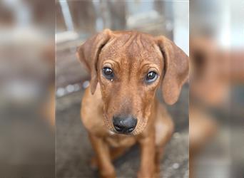 1 Rhodesian Ridgeback Hündin Welpe kinderlieb abgabebereit