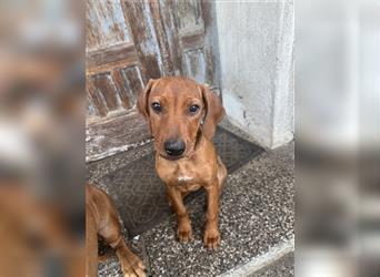 2 Hündinnen Labrador Rhodesian Ridgeback Welpen Sonderfarbe seal kinderlieb abgabebereit