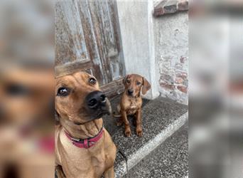 2 Hündinnen Labrador Rhodesian Ridgeback Welpen Sonderfarbe seal kinderlieb abgabebereit