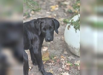 2 Hündinnen Labrador Rhodesian Ridgeback Welpen Sonderfarbe seal kinderlieb abgabebereit