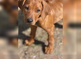 2 Hündinnen Labrador Rhodesian Ridgeback Welpen Sonderfarbe seal kinderlieb abgabebereit