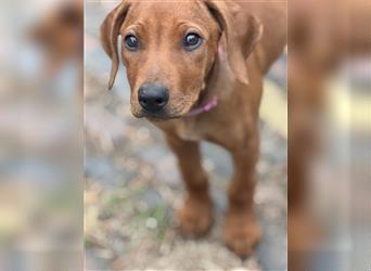 1 Rhodesian Ridgeback Hündin Welpe kinderlieb abgabebereit