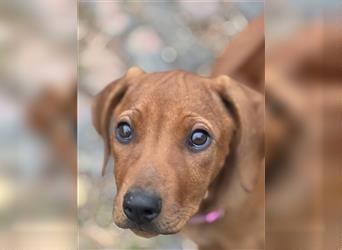 2 Hündinnen Labrador Rhodesian Ridgeback Welpen Sonderfarbe seal kinderlieb abgabebereit