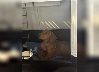 1 Rhodesian Ridgeback Hündin Welpe kinderlieb abgabebereit