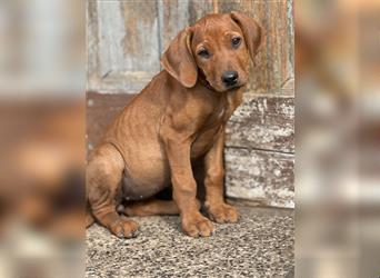 1 Rhodesian Ridgeback Hündin Welpe kinderlieb abgabebereit