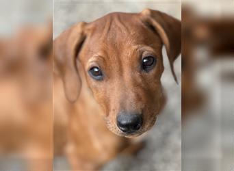 2 Hündinnen Labrador Rhodesian Ridgeback Welpen Sonderfarbe seal kinderlieb abgabebereit