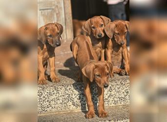 1 Rhodesian Ridgeback Hündin Welpe kinderlieb abgabebereit