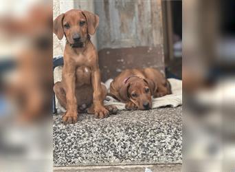 2 Hündinnen Labrador Rhodesian Ridgeback Welpen Sonderfarbe seal kinderlieb abgabebereit