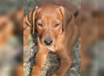 Rhodesian Ridgeback Hündin Welpe kinderlieb abgabebereit