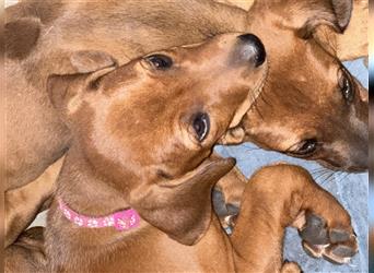 Rhodesian Ridgeback Hündin Welpe kinderlieb abgabebereit