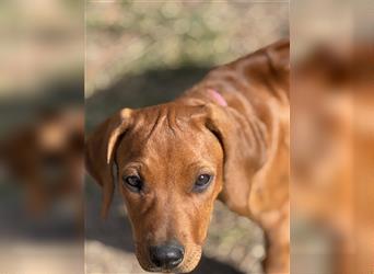 Rhodesian Ridgeback Hündin Welpe kinderlieb abgabebereit