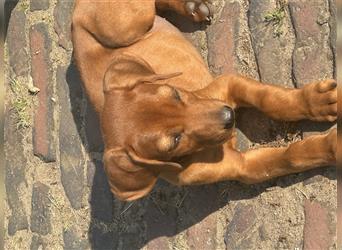 Rhodesian Ridgeback Hündin Welpe kinderlieb abgabebereit