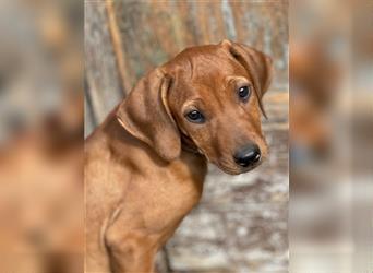 Rhodesian Ridgeback Hündin Welpe kinderlieb abgabebereit