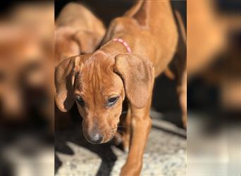 Rhodesian Ridgeback Hündin Welpe kinderlieb abgabebereit