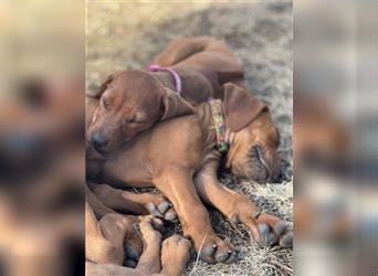 Rhodesian Ridgeback Hündin Welpe kinderlieb abgabebereit