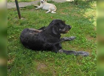 Ursu - verspielter, lebhafter, katzenverträglicher Riesenschnauzermix-Rüde / z.Zt. noch in Rumänien