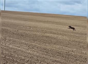 Weimaranermischling