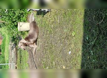 Weimaranermischling