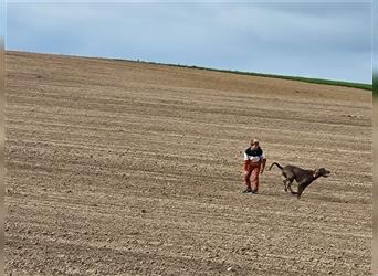 Weimaranermischling