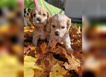 Süße American Cocker Welpen suchen noch eine tolle Familie!