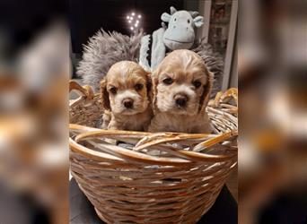 Süße American Cocker Welpen suchen noch eine tolle Familie!