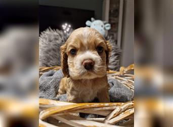 Süße American Cocker Welpen suchen noch eine tolle Familie!