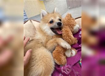 Betty-SR, Süße Maus sucht Zuckerschloss!