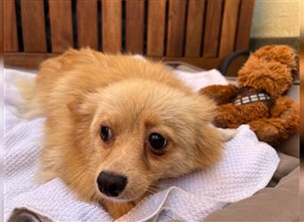 Lotti-SR, Schüchterne Maus sucht Liebe und Geborgenheit!