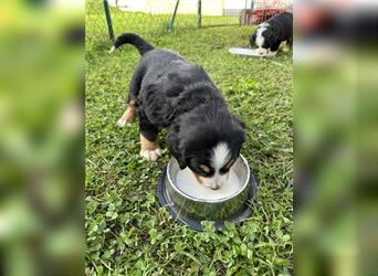 Berner Sennenhund Welpen reinrassig