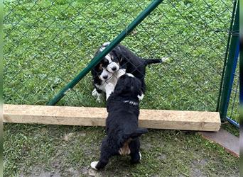 Berner Sennenhund Welpen reinrassig