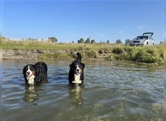 Berner Sennenhund Welpen reinrassig