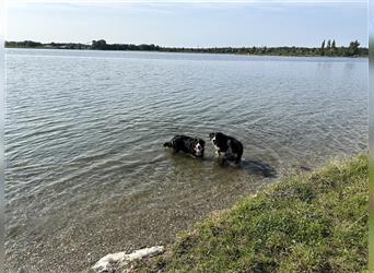 Berner Sennenhund Welpen reinrassig