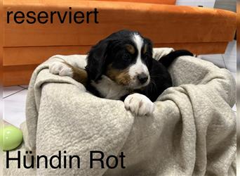 Berner Sennenhund Welpen reinrassig