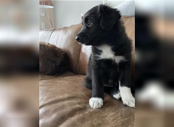 AUSSIEDOODLE MIX