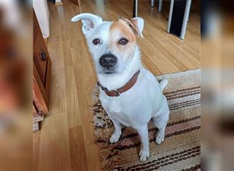 ❤️ Sonnenschein NICO - 9 Jahre, 40cm - Jack Russell-Mix